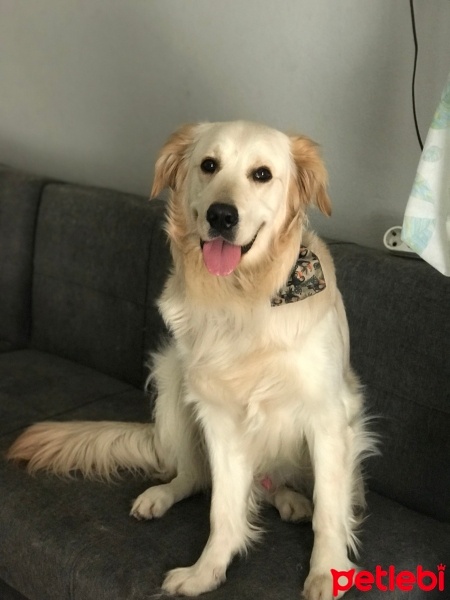 Golden Retriever, Köpek  Oscar fotoğrafı