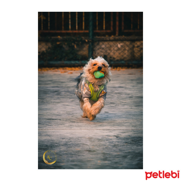 Yorkshire Terrier, Köpek  Alvin fotoğrafı