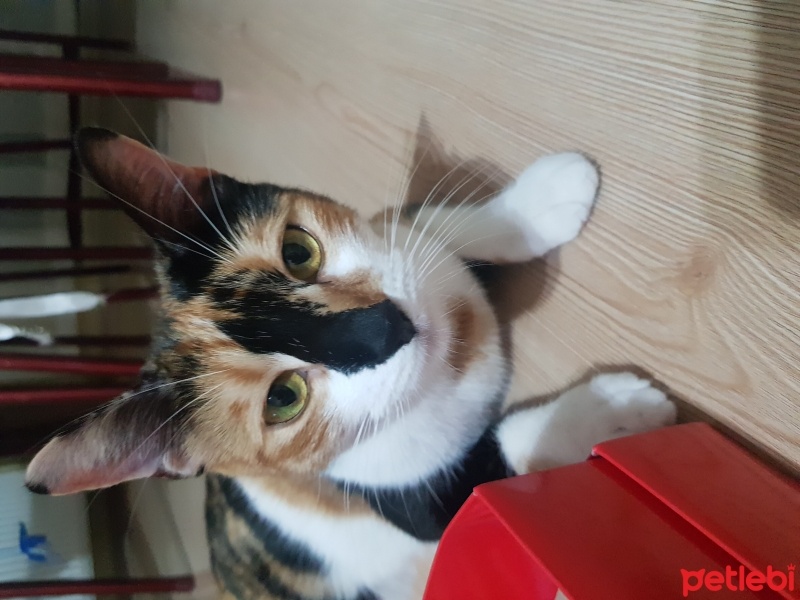 Tekir Kedi, Kedi  Zeyna fotoğrafı