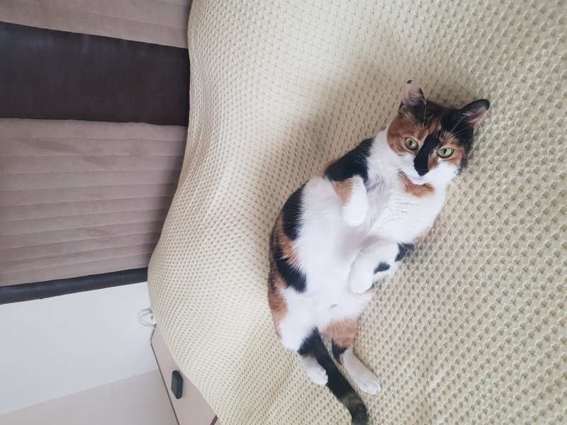 Tekir Kedi, Kedi  Zeyna fotoğrafı