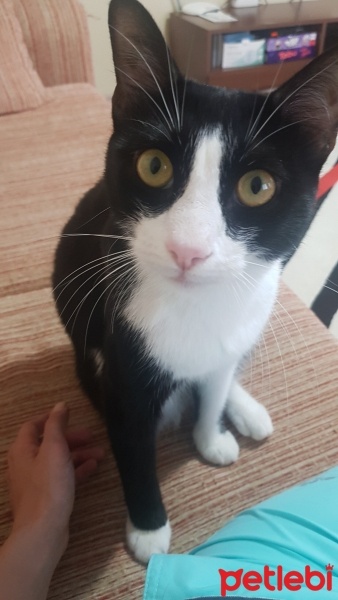 Tekir Kedi, Kedi  Silvestir fotoğrafı