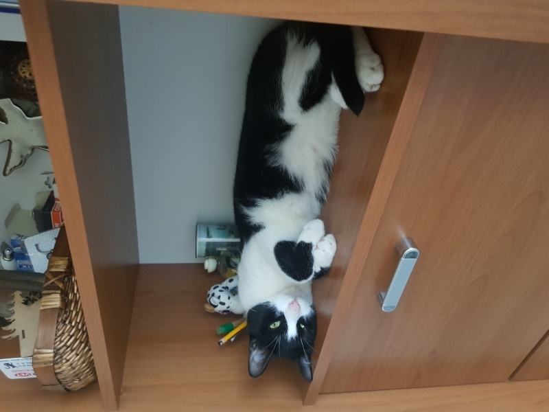 Tekir Kedi, Kedi  Silvestir fotoğrafı