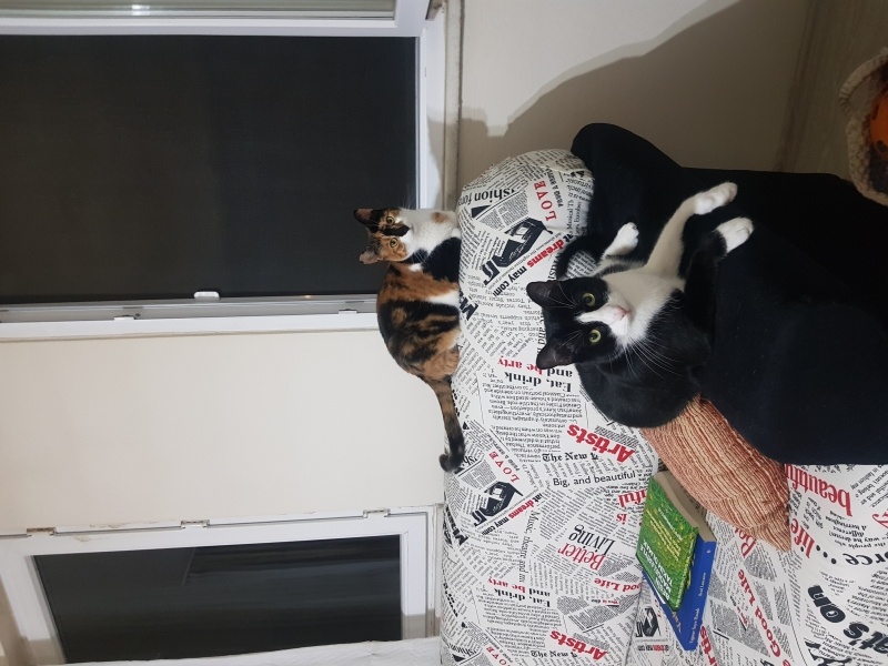 Tekir Kedi, Kedi  Silvestir fotoğrafı