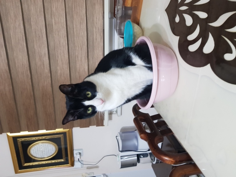 Tekir Kedi, Kedi  Silvestir fotoğrafı