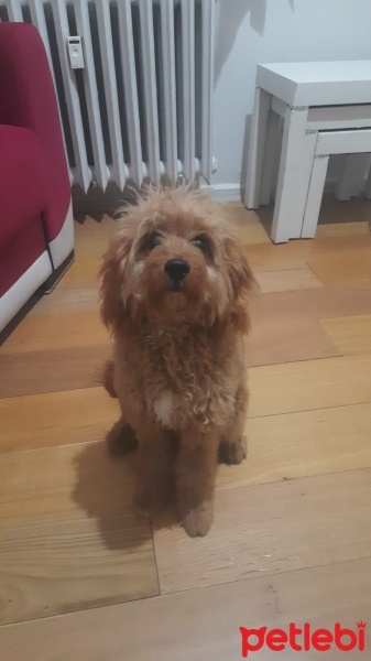 Poodle(Standart Kaniş), Köpek  Laki fotoğrafı