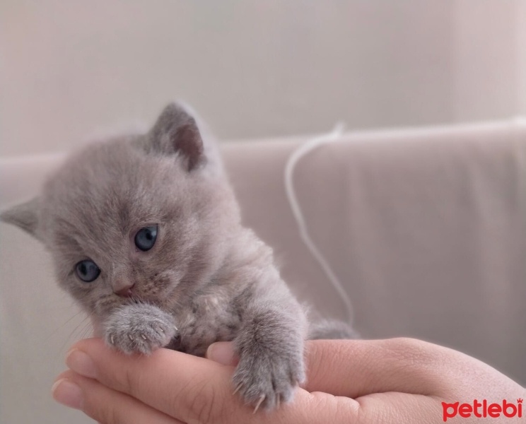 British Shorthair, Kedi  Duman fotoğrafı