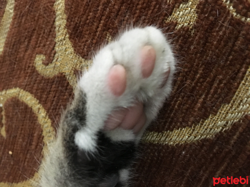 Tekir Kedi, Kedi  Boncuk fotoğrafı