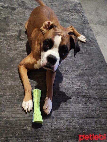 Boxer, Köpek  Dexter fotoğrafı