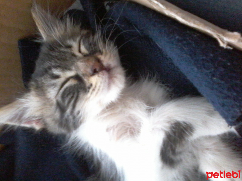 Tekir Kedi, Kedi  Lucky fotoğrafı