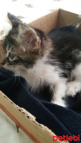 Tekir Kedi, Kedi  Lucky fotoğrafı