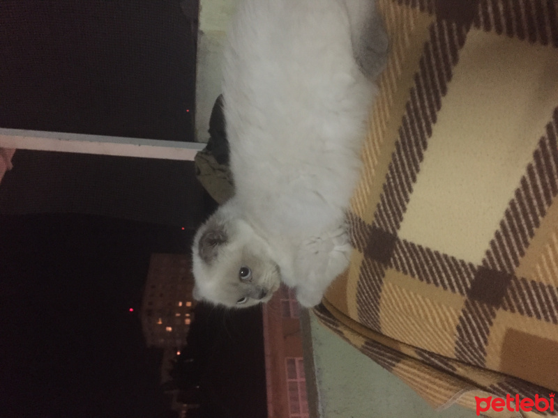 Scottish Fold, Kedi  Mocha fotoğrafı