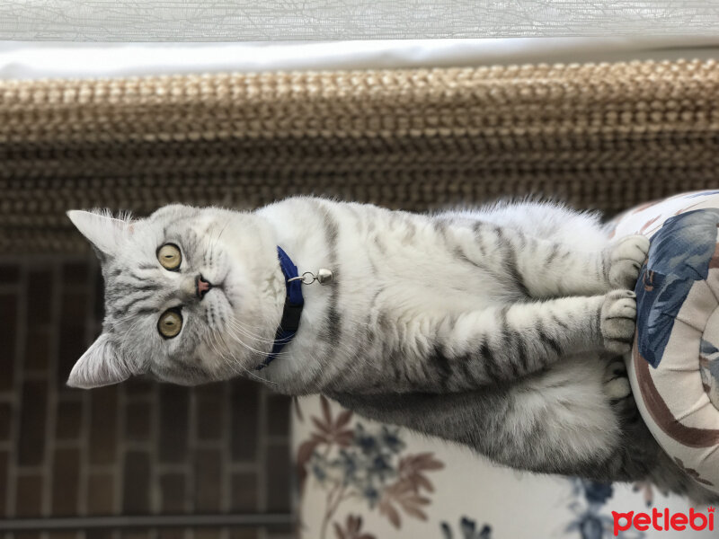 British Shorthair, Kedi  Gece fotoğrafı