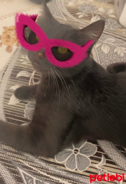 Bombay, Kedi  Luna fotoğrafı
