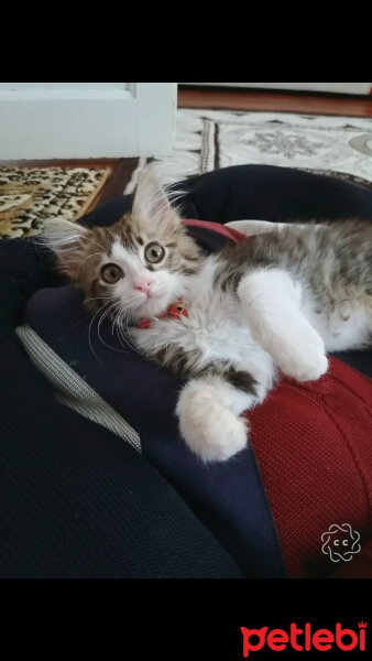 Tekir Kedi, Kedi  Porsuk fotoğrafı