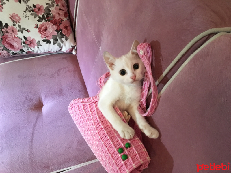 Ankara Kedisi, Kedi  karmen fotoğrafı
