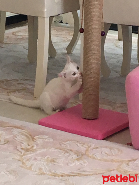 Ankara Kedisi, Kedi  karmen fotoğrafı