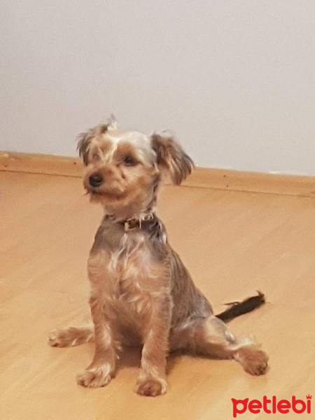 Yorkshire Terrier, Köpek  Şiva fotoğrafı