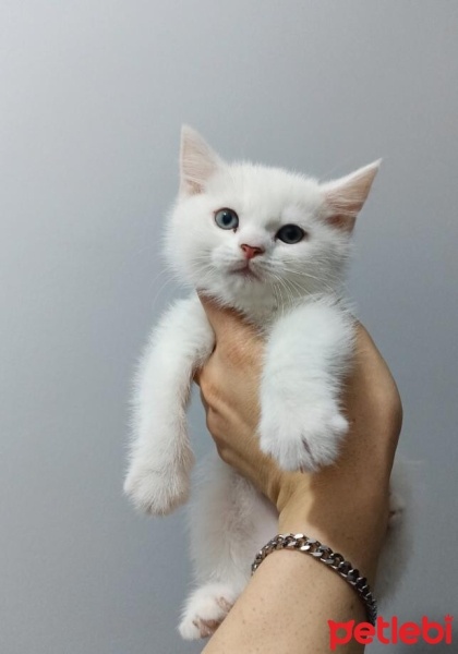 British Longhair, Kedi  Mia fotoğrafı