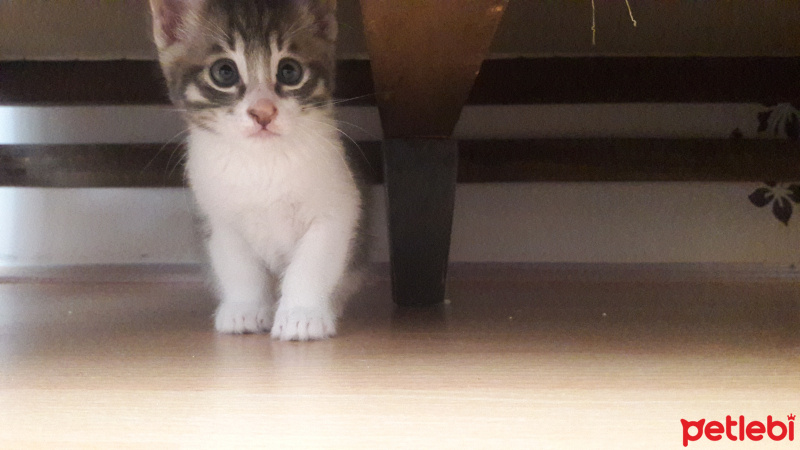 Tekir Kedi, Kedi  Duman fotoğrafı