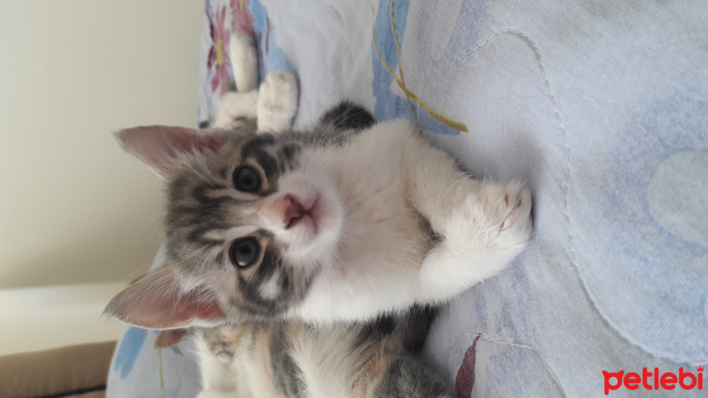 Tekir Kedi, Kedi  Duman fotoğrafı