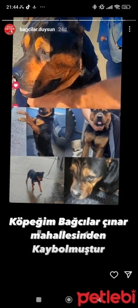 Rottweiler, Köpek  AYAN fotoğrafı