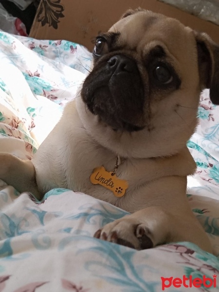 Pug, Köpek  Linda fotoğrafı