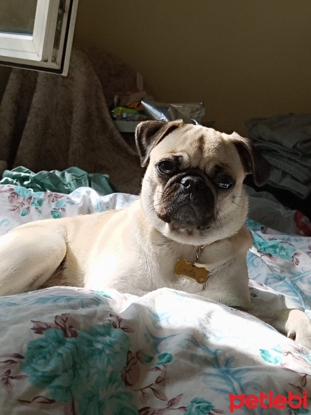 Pug, Köpek  Linda fotoğrafı