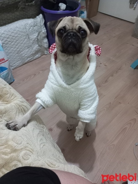 Pug, Köpek  Linda fotoğrafı