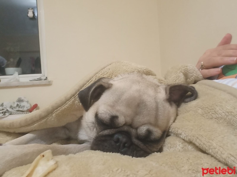 Pug, Köpek  Linda fotoğrafı