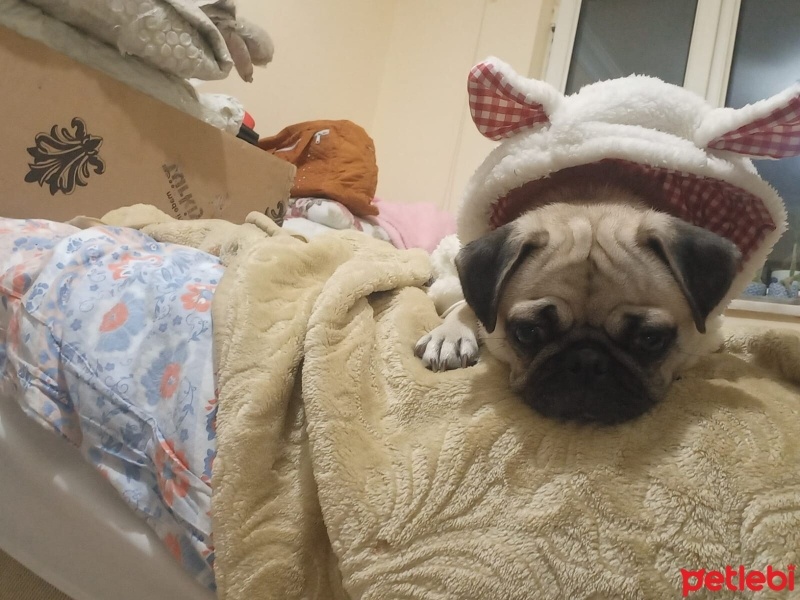 Pug, Köpek  Linda fotoğrafı