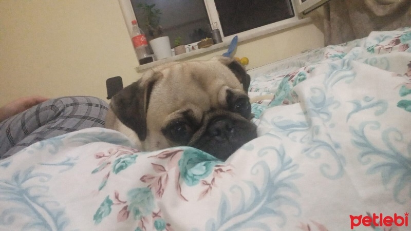 Pug, Köpek  Linda fotoğrafı