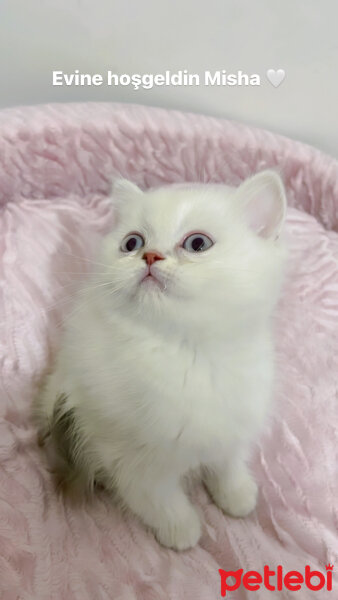 British Shorthair, Kedi  Misha fotoğrafı