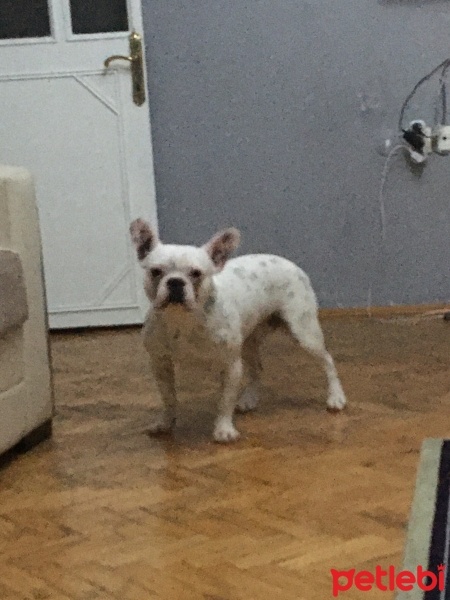 Fransız Bulldog, Köpek  Haydut fotoğrafı