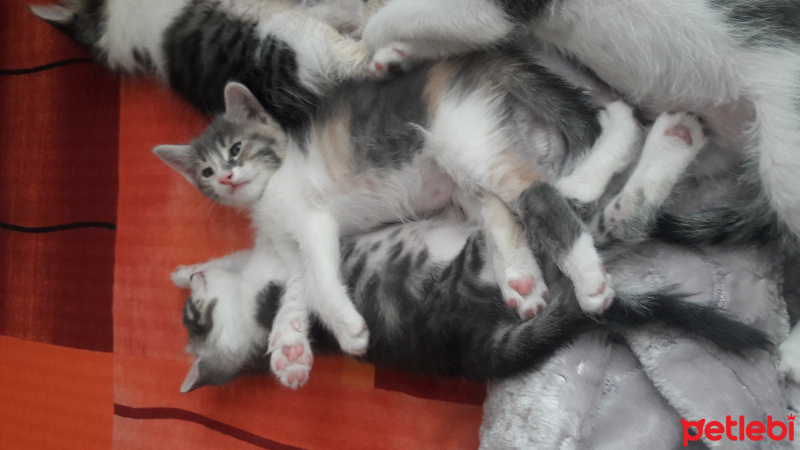 Tekir Kedi, Kedi  Mia fotoğrafı