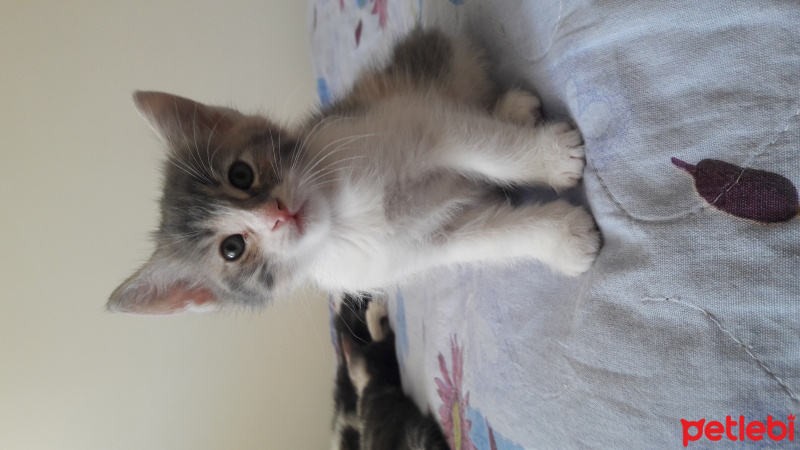 Tekir Kedi, Kedi  Mia fotoğrafı