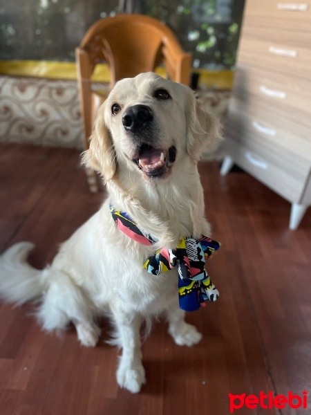 Golden Retriever, Köpek  Lucy fotoğrafı