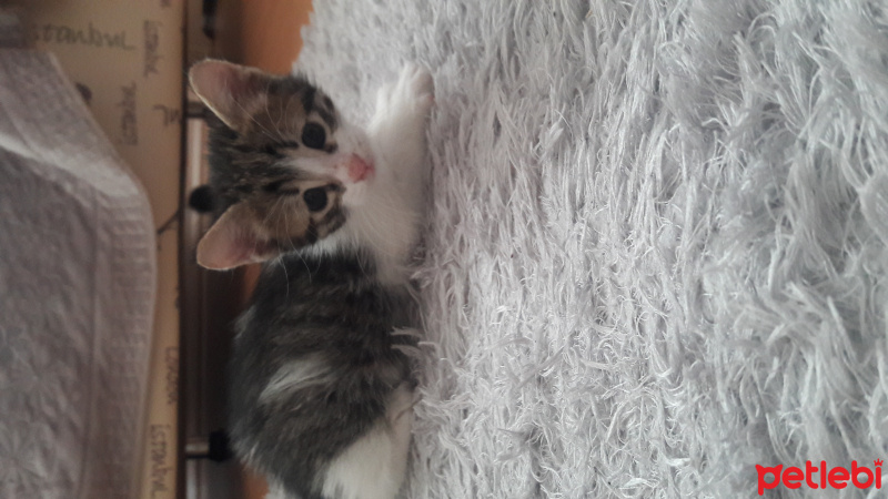 Tekir Kedi, Kedi  Tosbik fotoğrafı