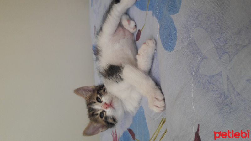 Tekir Kedi, Kedi  Tosbik fotoğrafı