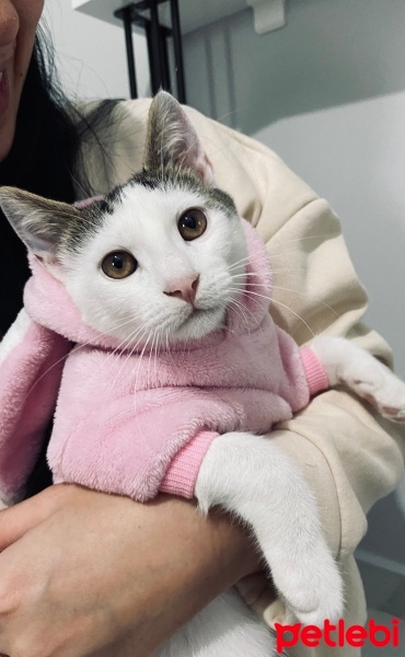 Tekir Kedi, Kedi  Pamuk fotoğrafı