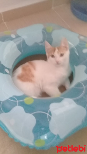 Tekir Kedi, Kedi  minnoş leblebi fotoğrafı
