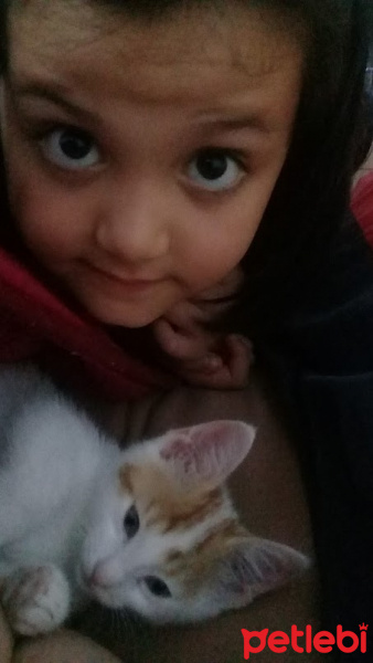 Tekir Kedi, Kedi  minnoş leblebi fotoğrafı