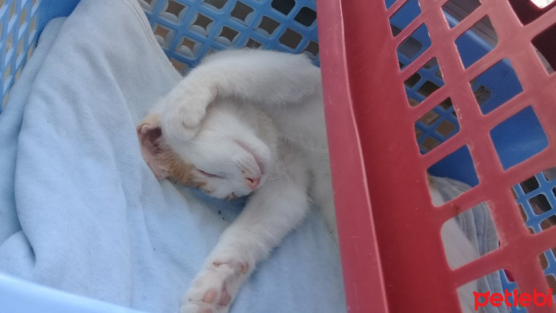 Tekir Kedi, Kedi  minnoş leblebi fotoğrafı