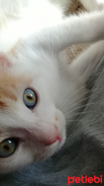Tekir Kedi, Kedi  minnoş leblebi fotoğrafı