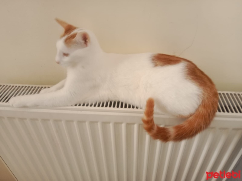 Tekir Kedi, Kedi  Tekir fotoğrafı