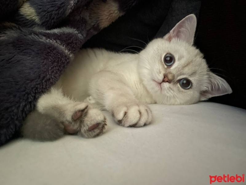 British Shorthair, Kedi  Sütlaç fotoğrafı