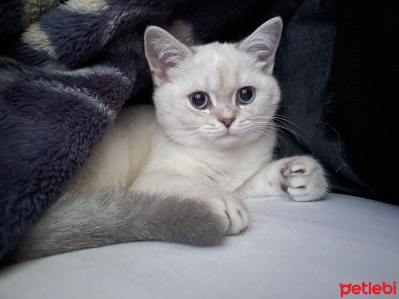 British Shorthair, Kedi  Sütlaç fotoğrafı