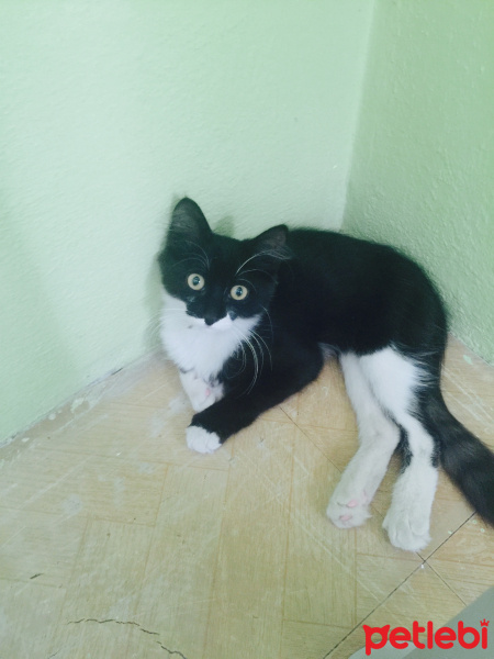 Tuxedo (Smokin) Kedi, Kedi  Midye fotoğrafı