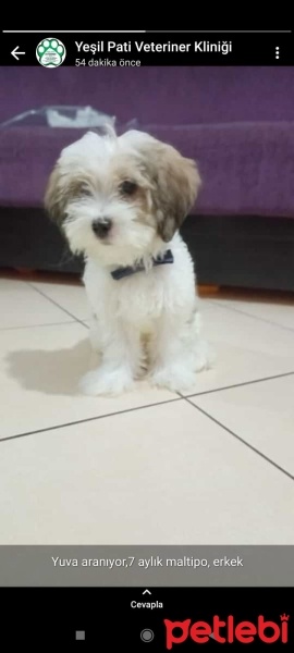Maltese, Köpek  Pofi fotoğrafı