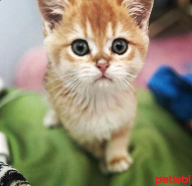 British Shorthair, Kedi  Karamel fotoğrafı