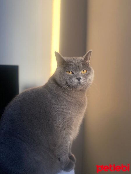 British Shorthair, Kedi  Mika fotoğrafı